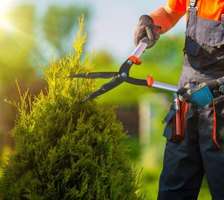 Tree Care